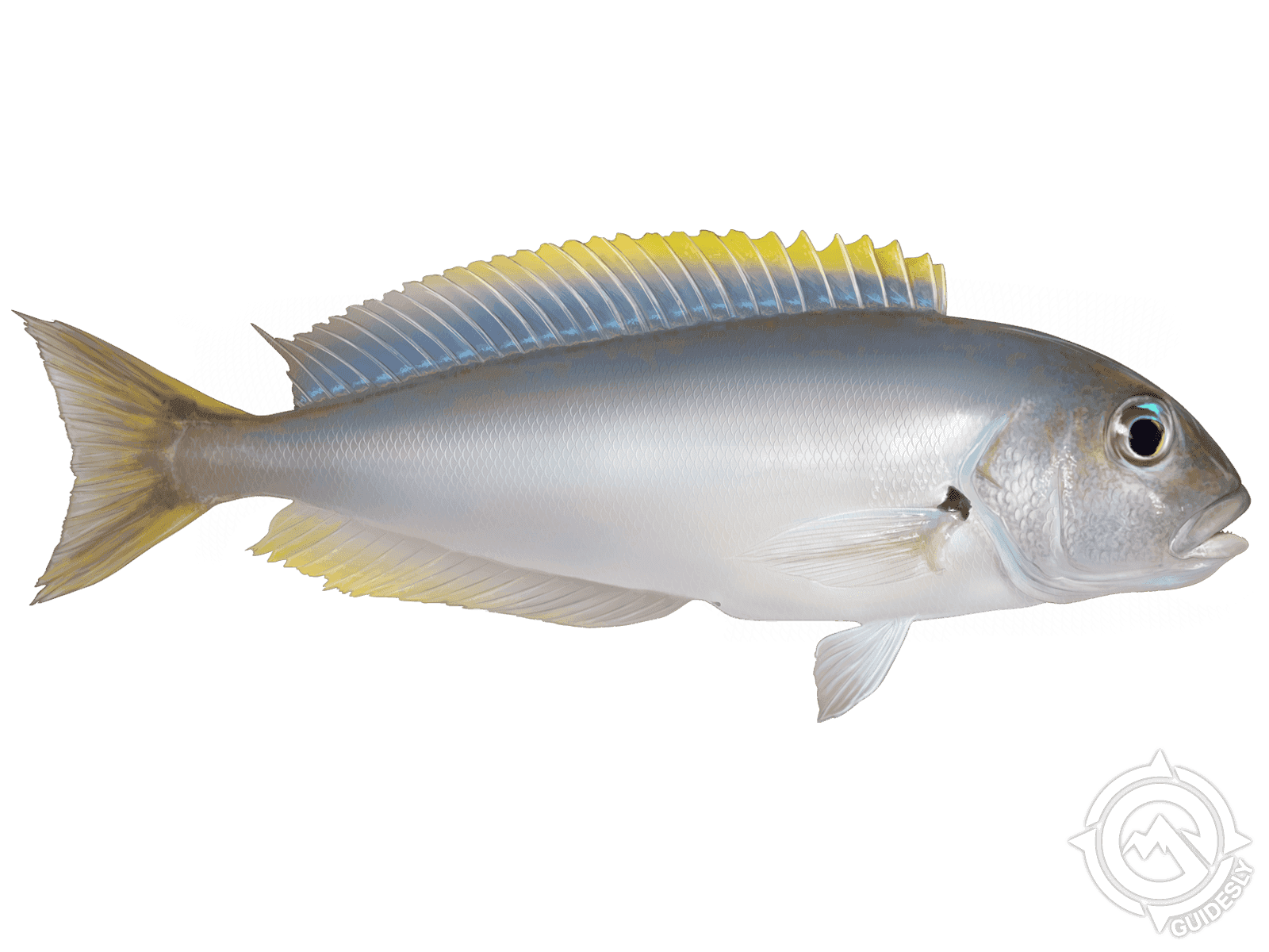 Blackline Tilefish