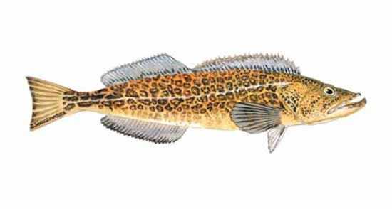 Lingcod