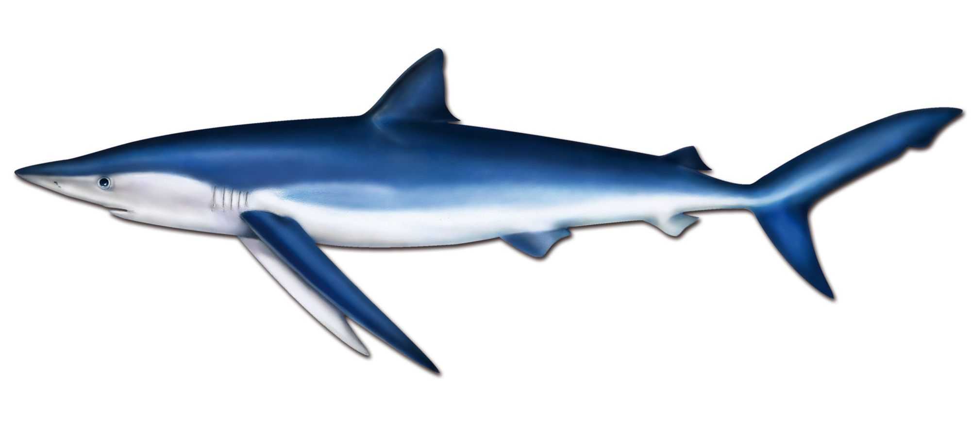 Blue Shark