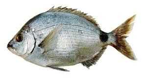 South American Silver Porgy