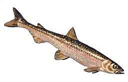 Pacific Rainbow Smelt