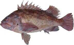 Brown Rockfish