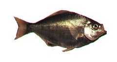 Silver Surfperch