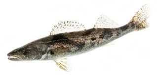 Sauger