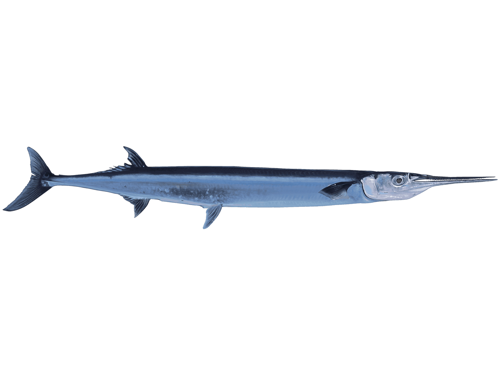 Agujon Needlefish