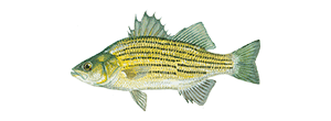 Yellow Bass