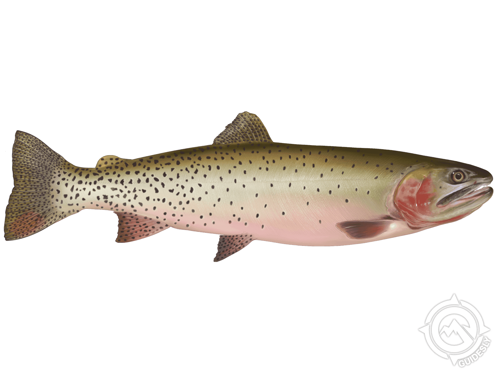 Cutthroat Trout