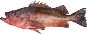 Bocaccio Rockfish