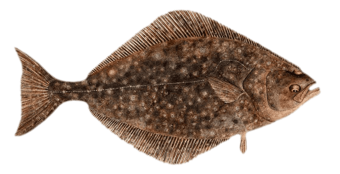 Pacific Halibut