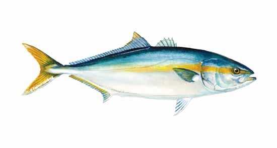 Yellowtail Amberjack