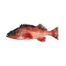 Harlequin Rockfish