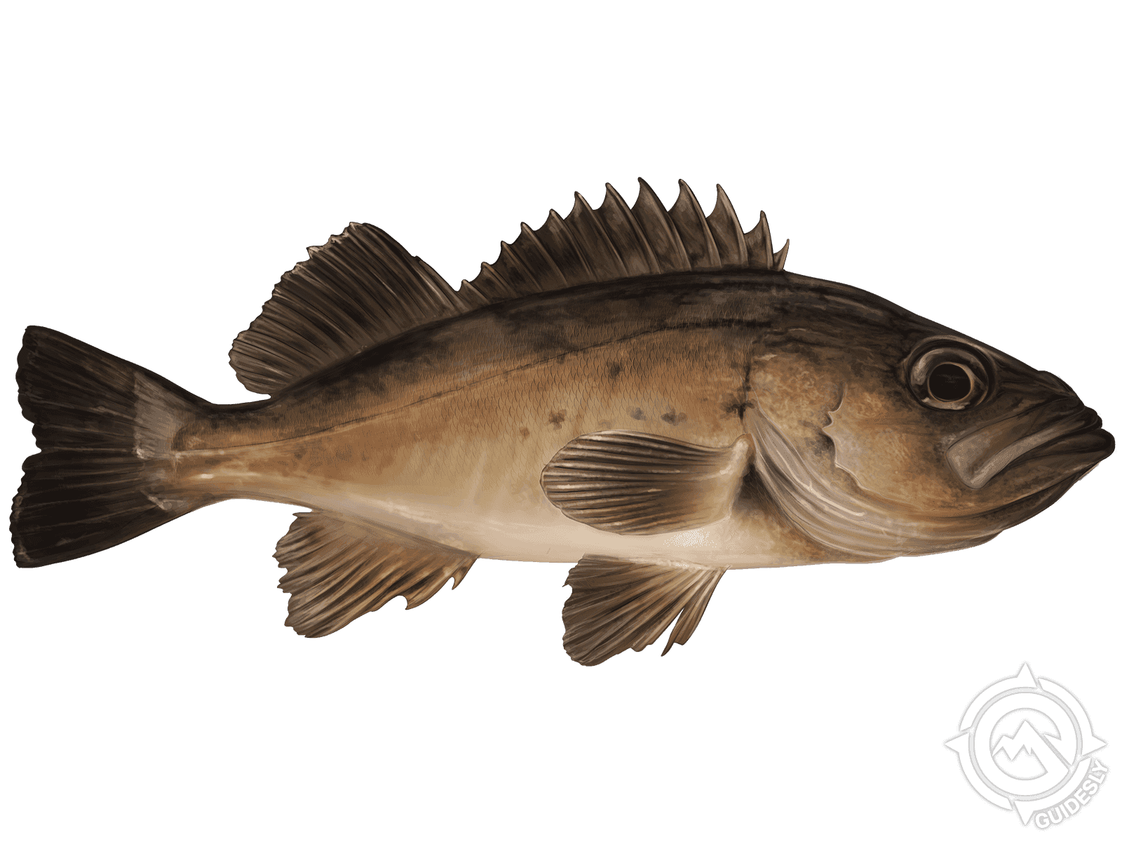 Black Rockfish