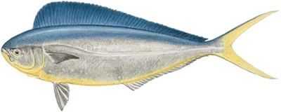 Pompano Dolphinfish