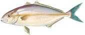 Lesser Amberjack