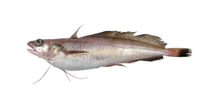 White Hake