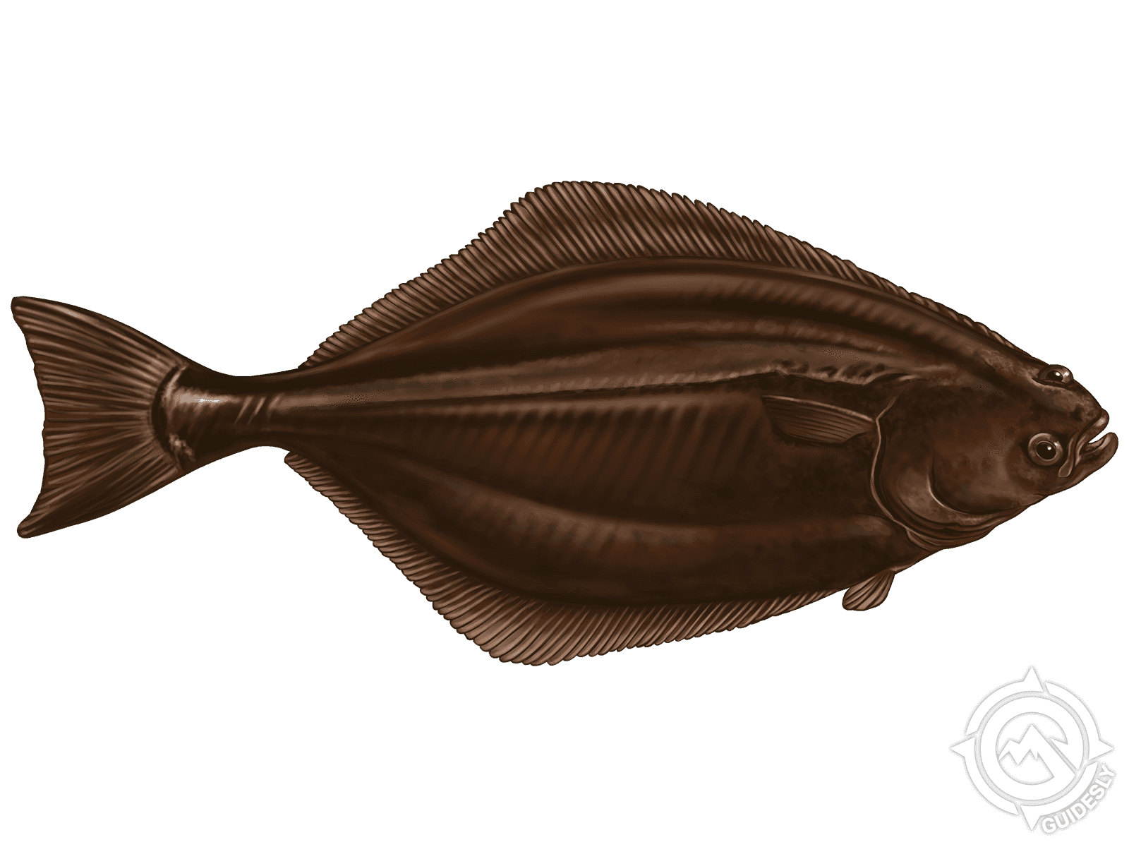 Atlantic Halibut