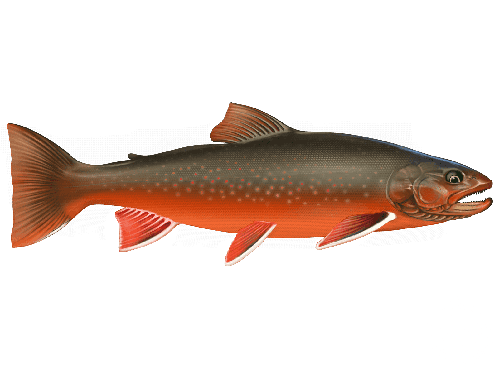 Arctic Char