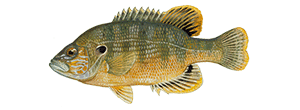 Green Sunfish