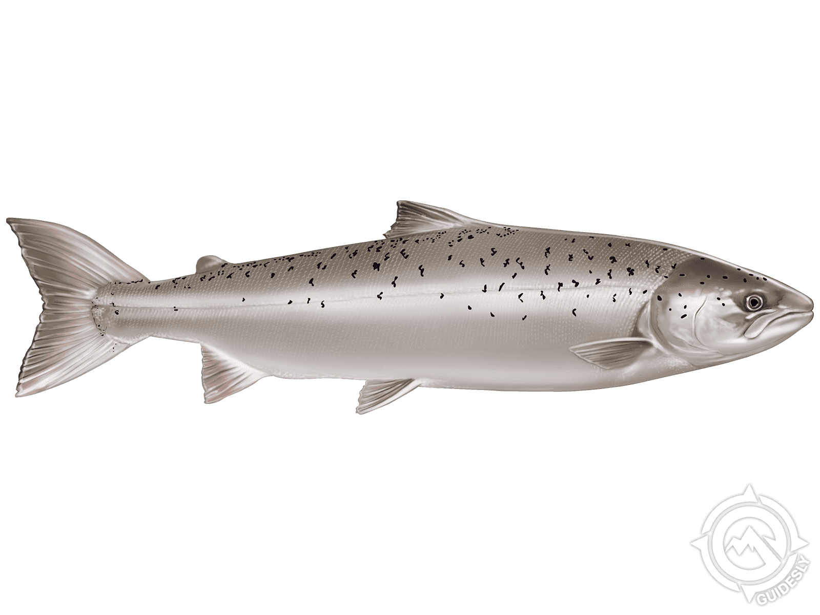 Atlantic Salmon