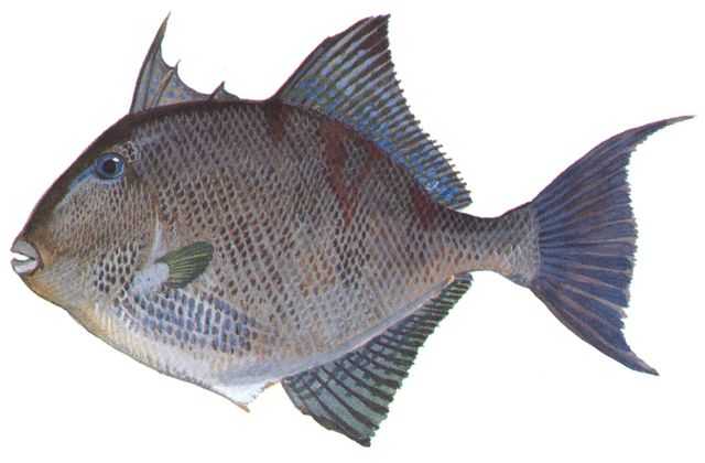 Ocean Triggerfish