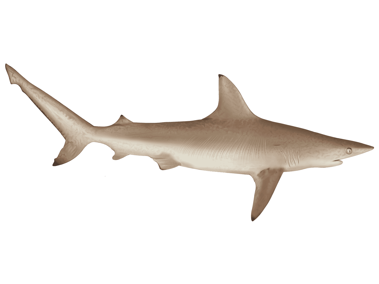 Blacktip Shark