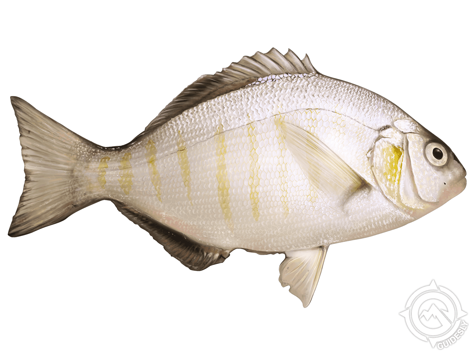 Barred Surfperch