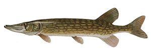 Chain Pickerel