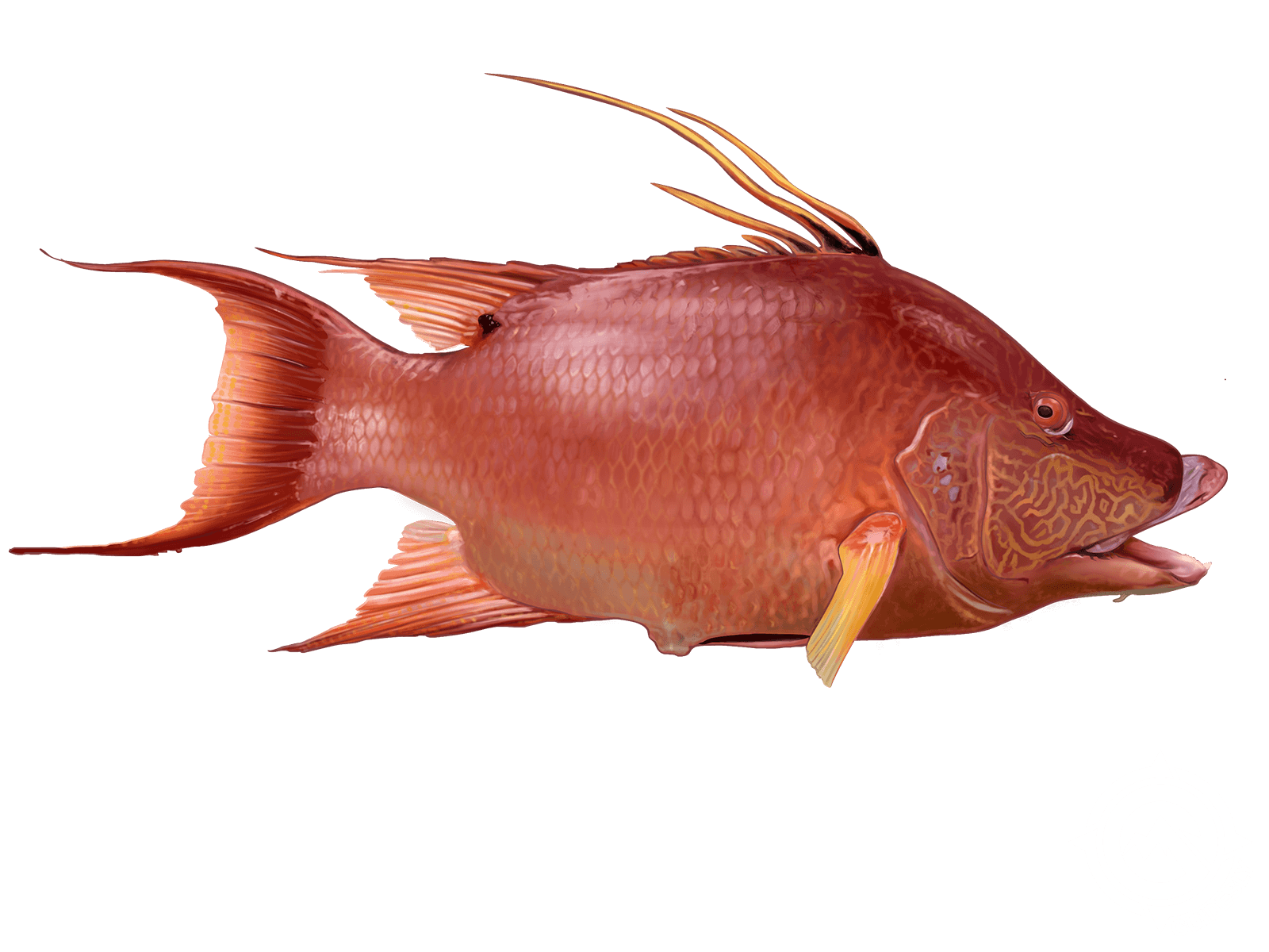 Hogfish