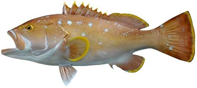 Yellowedge Grouper