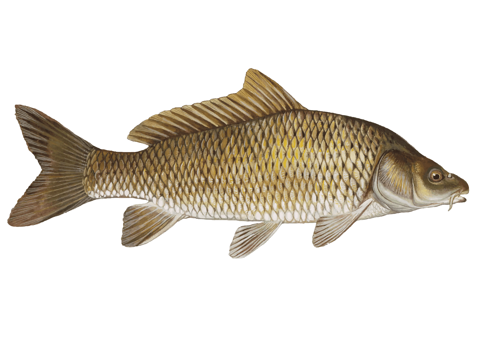 Common Carp