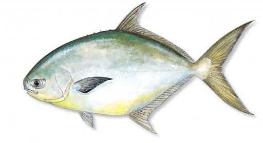 Great Pompano