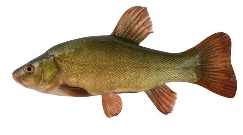 Tench