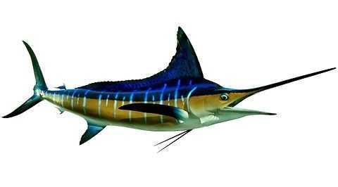 Striped Marlin