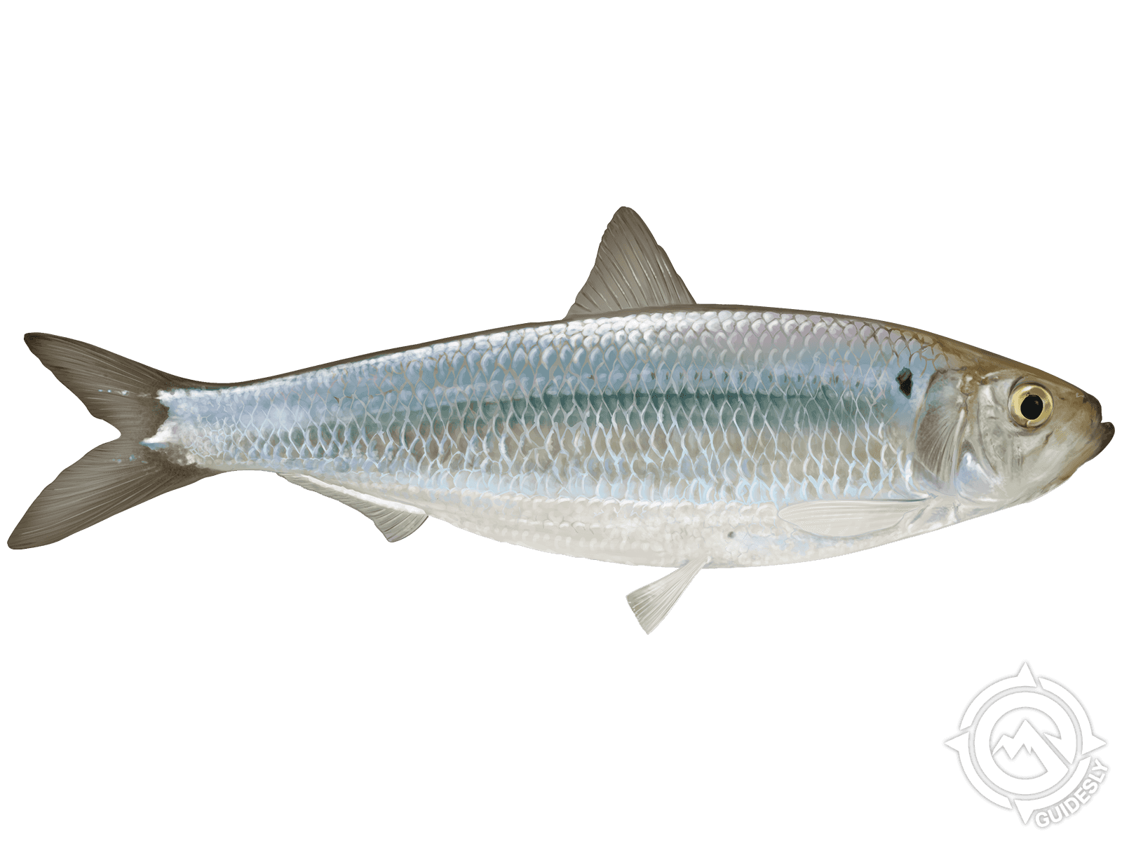 Atlantic Herring